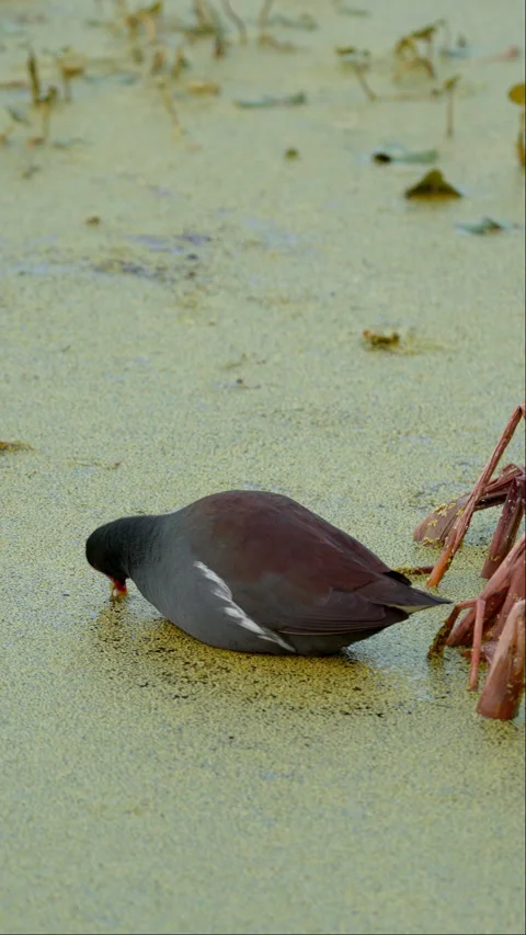 COMMON GALLINULE ON SWAMP Video stock 280787149