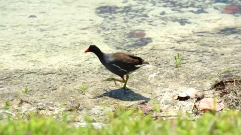 Common gallinule walking in shallow clear water searching for food among rocks. Stock-Footage 341701091