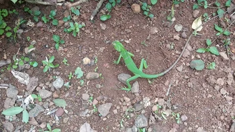 Common garden green lizard digging the ground for laying eggs, calotes Stock Footage 219919955
