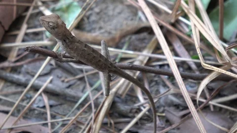 Common Garden Lizard, Cambodia Stockbeeldmateriaal 121354903