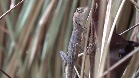 Common Garden Lizard, Cambodia Stock Footage 121541639