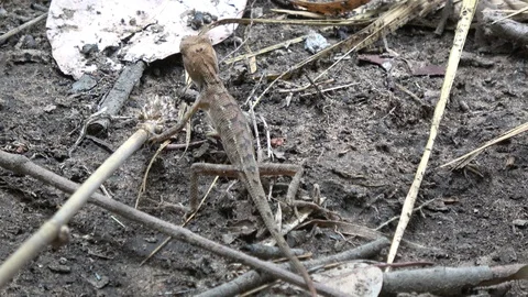 Common Garden Lizard, Cambodia Stock Footage 121541739