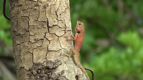 Common Garden Lizard, Cambodia Stock Footage 121541907