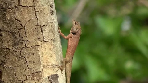 Common Garden Lizard, Cambodia Stock Footage 121541998