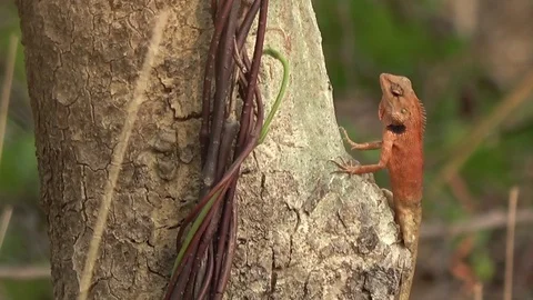 Common Garden Lizard, Cambodia Видео 121542182