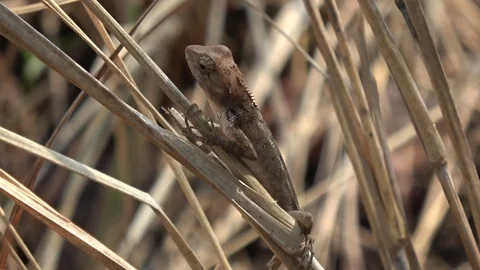 Common Garden Lizard, Cambodia Видео 121542412
