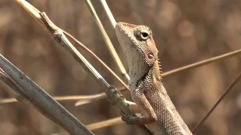 Common Garden Lizard, Cambodia Vidéo 121542413