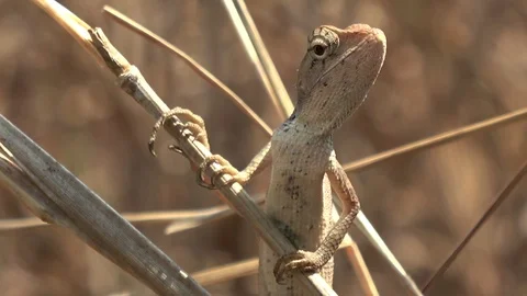 Common Garden Lizard, Cambodia Vídeos de archivo 121542440