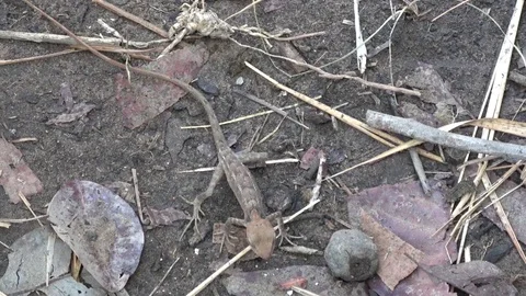 Common Garden Lizard, Cambodia Stock Footage 121542471