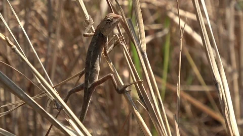 Common Garden Lizard, Cambodia Stock Footage 121542474