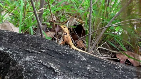 Common Garden Lizard, Cambodia Vidéo 121617041