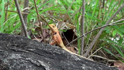 Common Garden Lizard, Cambodia Stock Footage 121617077