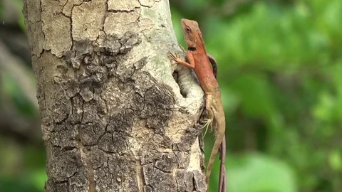 Common Garden Lizard defecating, Cambodia Stock Footage 121541902