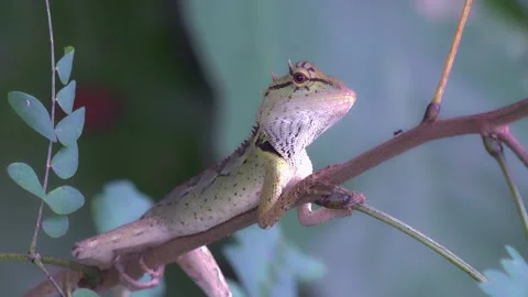 A Common Garden Lizard Vídeos de archivo 153759699