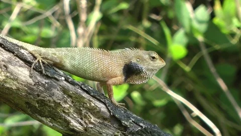 Common Garden Lizard, Malaysia Stock-Footage 70795312