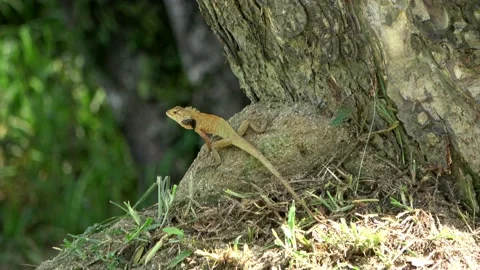 Common Garden Lizard, Malaysia Stock Footage 165974615