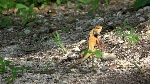 Common Garden Lizard, Malaysia Stock Footage 165974639
