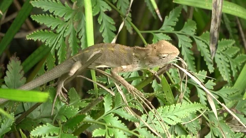 Common Garden Lizard, Malaysia Vídeo Stock 334949277