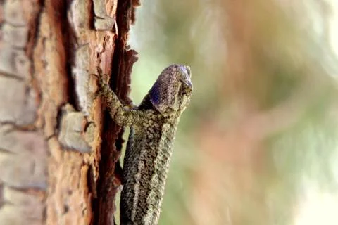 Common Garden Lizard on Tree Trunk Stock Photos