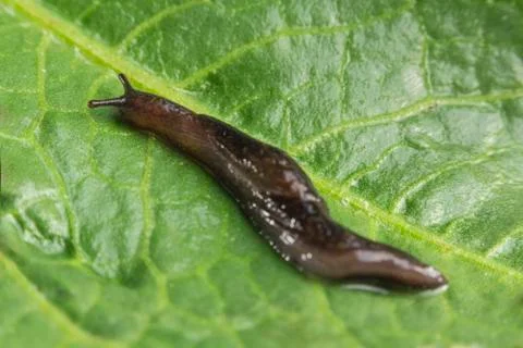 Common Garden Slug Stock Photos
