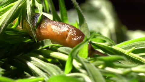 A common garden snail crawling on green leaves Stock Footage 202493496