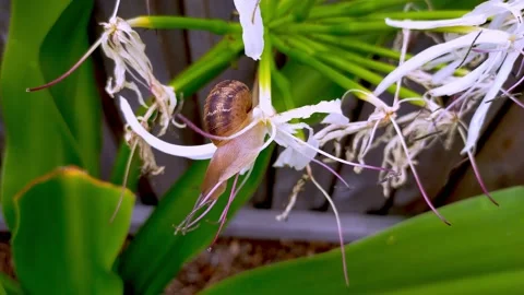 Common garden snail devouring a Crinum Lily plant Video stock 169115042