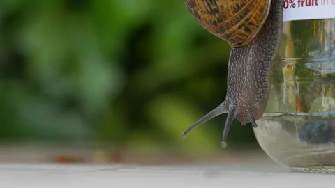 Common garden snail moving over jar and table Video stock 320457546
