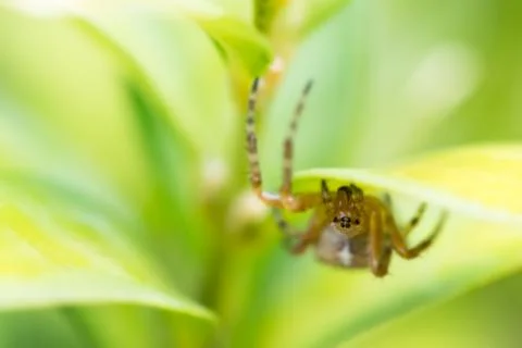 Common garden spider Stock Photos