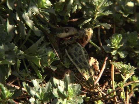 Common Garter Snake eating captured Leopard Frog, E USA Stock Footage