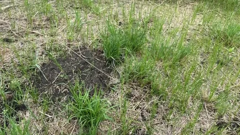Common Garter Snake In Natural Grass Stock Footage 336293969