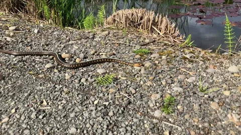 Common Garter Snake Next to Pond Stock Footage 157824500