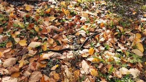 A common gartner snake quickly slithers through fall leaves in late Stock Footage 118744525