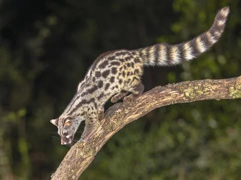 Common Genet in dark forest Stock Photos