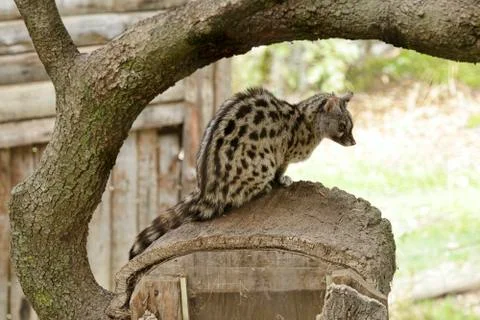 Common genet (Genetta genetta) Stock Photos