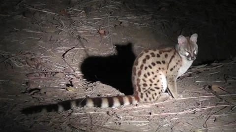 Common Genet sitting on the ground and moving its ears Stock Footage 54560901