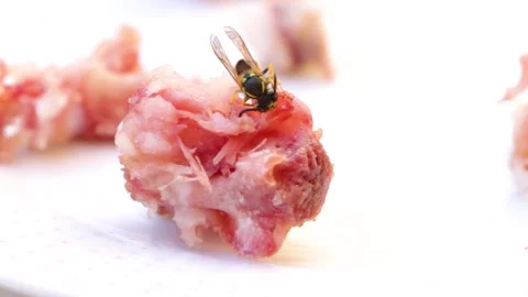 Common Germanic wasp devouring a piece of meat, at the end of the video it .. Stock Footage 280103342