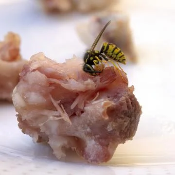 Common Germanic wasp devouring a piece of meat Stock Photos