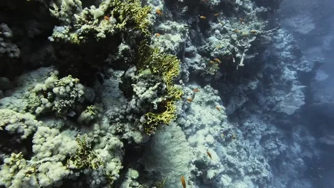 Common Giant Clam Stock Footage 280062764