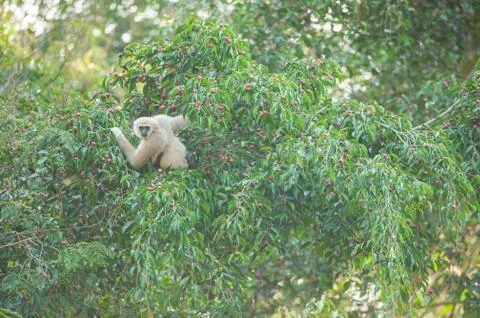 Common Gibbon on the fig tree. Stock Photos