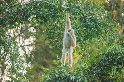 Common Gibbon Stock Photos