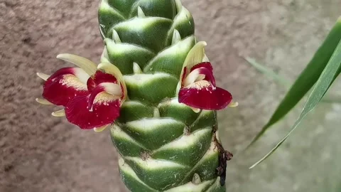 Common Ginger: Pan down macro shot of beautiful exotic flower spike. Stock Footage 344925318