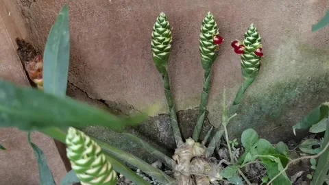 Common Ginger: Pan left shot of rare flowers growing from rhizome in breeze. Stock Footage 344925332