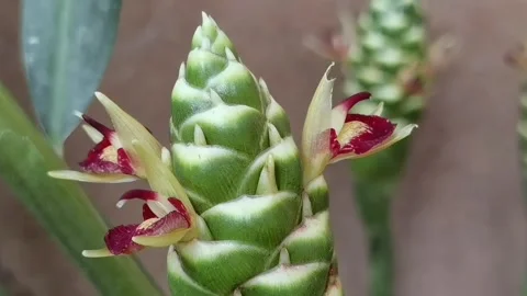 Common Ginger: Pan right close up of exotic blooming flower spike. Stock Footage 344925299