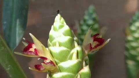Common Ginger: Pan right macro shot of a small insect on flower tip. Stock Footage 344925301