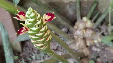 Common Ginger: Pan right shot of blooming flower with ginger rhizome background. Stock Footage 344925295