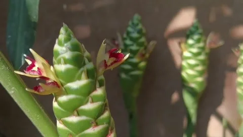 Common Ginger: Pan right shot of blooming flowers with beautiful bokeh. Stock Footage 344925312