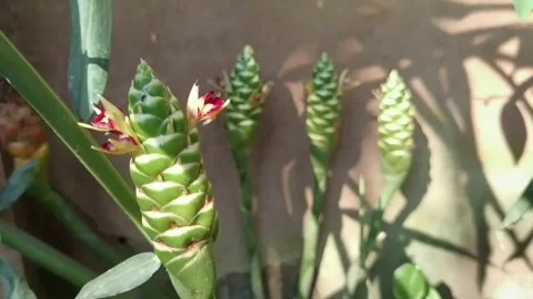 Common Ginger: Pan right shot of rare flowers swaying in a gentle breeze. Stock Footage 344925316