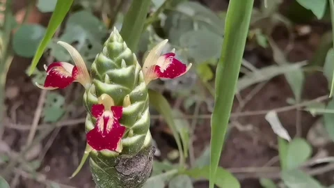 Common Ginger: Pan right shot of unique flower spike swaying in breeze. Stock Footage 344925319