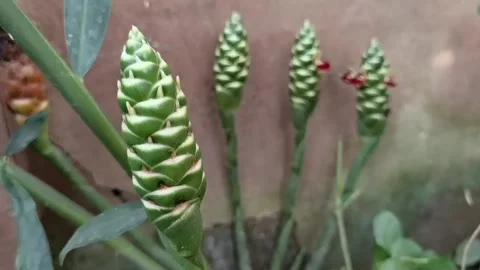 Common Ginger: Pan right shot of fresh green unopened flower spikes. Stock Footage 344925323