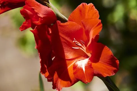 Common gladiolus (Gladiolus communis), Iridaceae Stock Photos